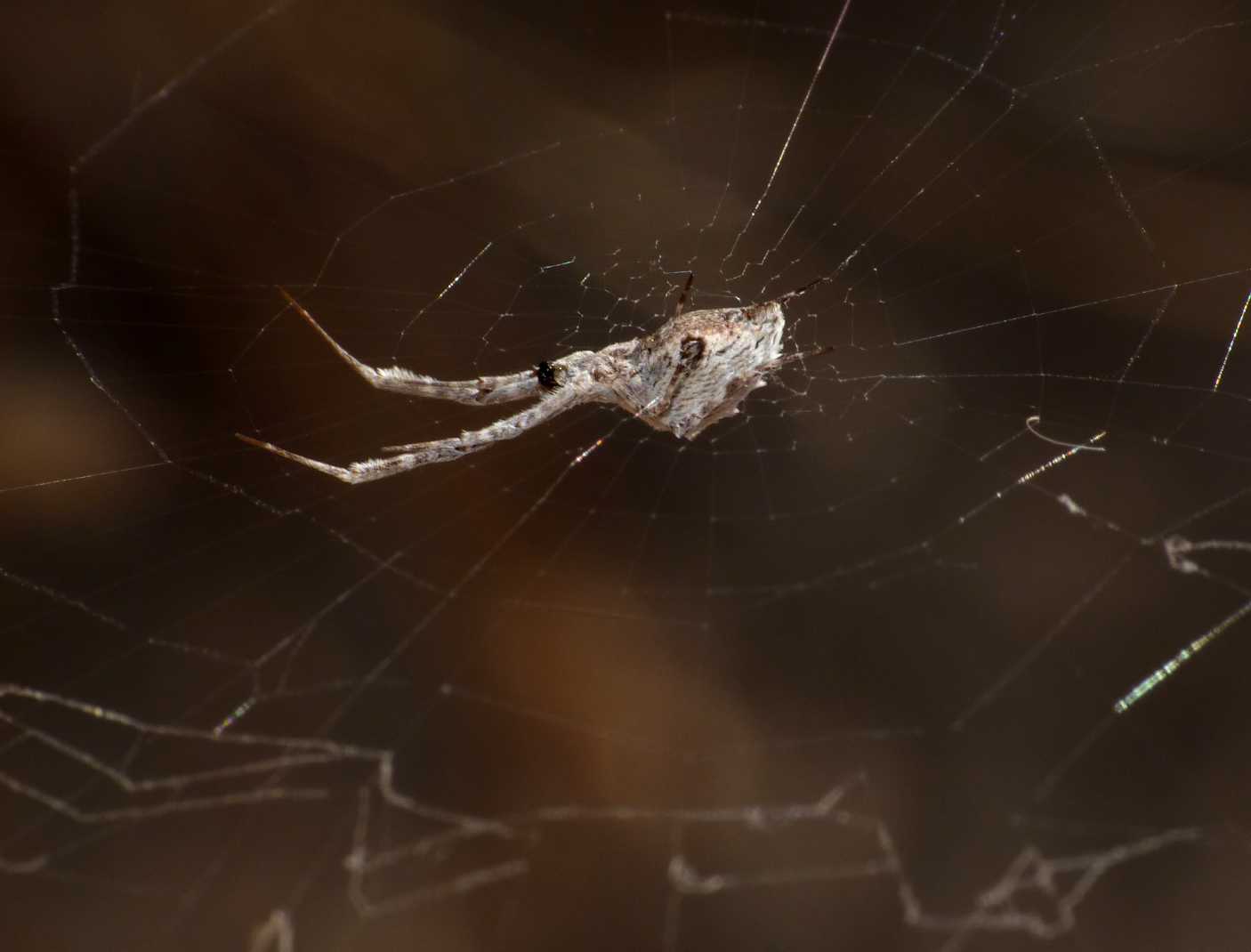 Uloborus walkenaerius